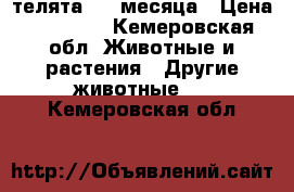 телята 3.5 месяца › Цена ­ 15 000 - Кемеровская обл. Животные и растения » Другие животные   . Кемеровская обл.